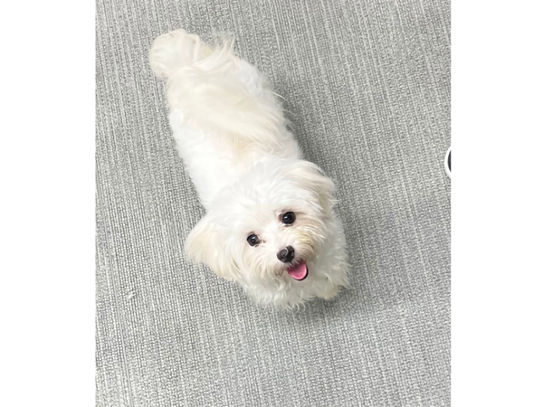 生徒が撮影したモデル犬♪～PART②～